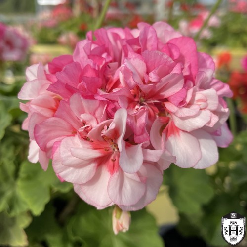 Pelargonium 'Charmay Cocky' - Pelargoon 'Charmay Cocky' P9/0,55L